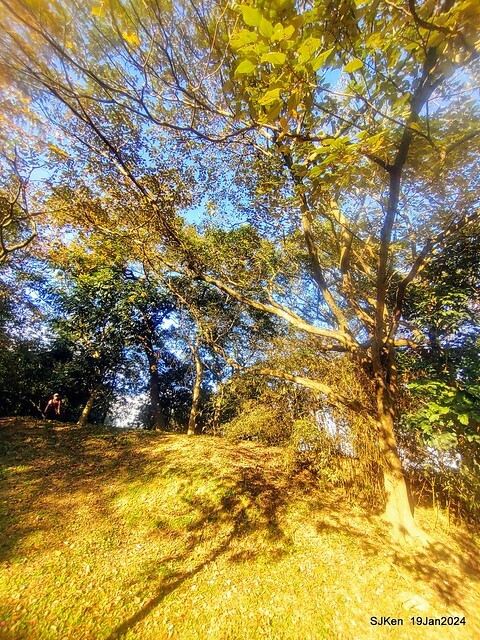 2024.01.19 台北大湖公園落羽松美景2-2 (Bald Cypress at Taipei on Jan 19,2024，by SJKen.