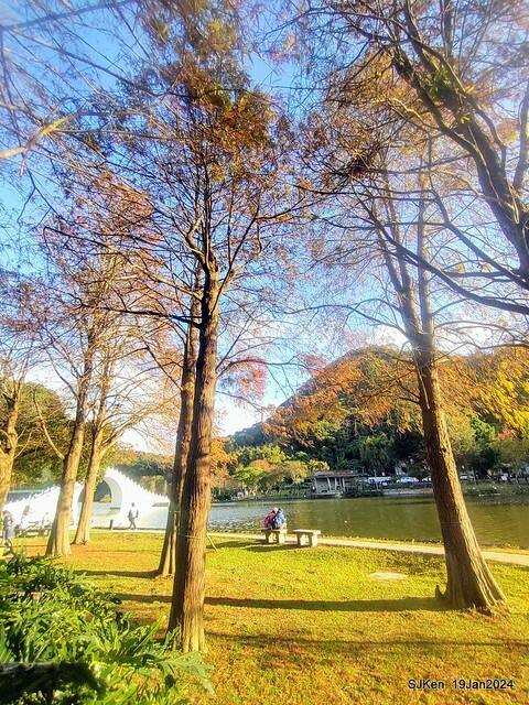 2024.01.19 台北大湖公園落羽松美景2-2 (Bald Cypress at Taipei on Jan 19,2024，by SJKen.