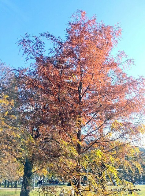 2024.01.19 台北大湖公園落羽松美景2-1(Bald Cypress at Taipei on Jan 19,2024,by SJKen.