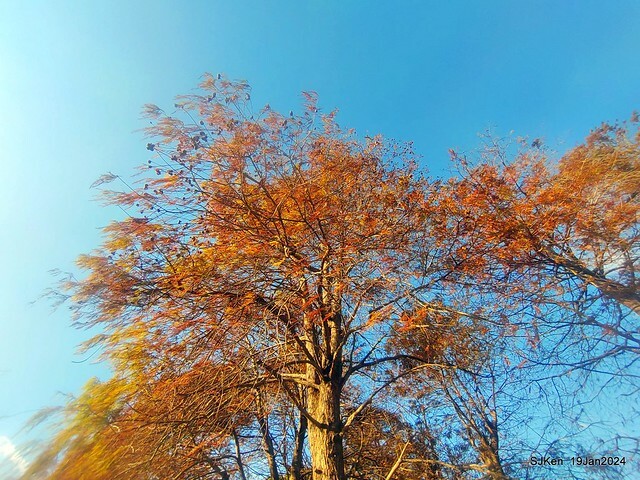 2024.01.19 台北大湖公園落羽松美景2-2 (Bald Cypress at Taipei on Jan 19,2024，by SJKen.