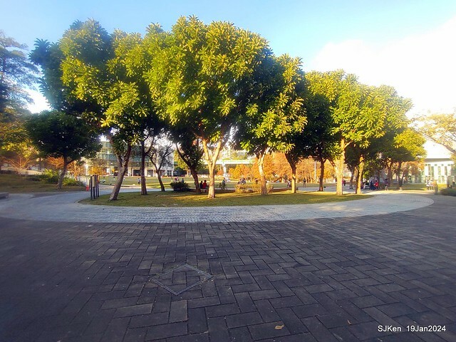2024.01.19 台北大湖公園落羽松美景2-2 (Bald Cypress at Taipei on Jan 19,2024，by SJKen.