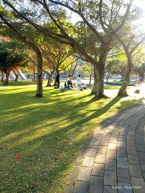 2024.01.19 台北大湖公園落羽松美景2-2 (Bald Cypress at Taipei on Jan 19,2024，by SJKen.