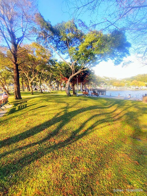 2024.01.19 台北大湖公園落羽松美景2-2 (Bald Cypress at Taipei on Jan 19,2024，by SJKen.