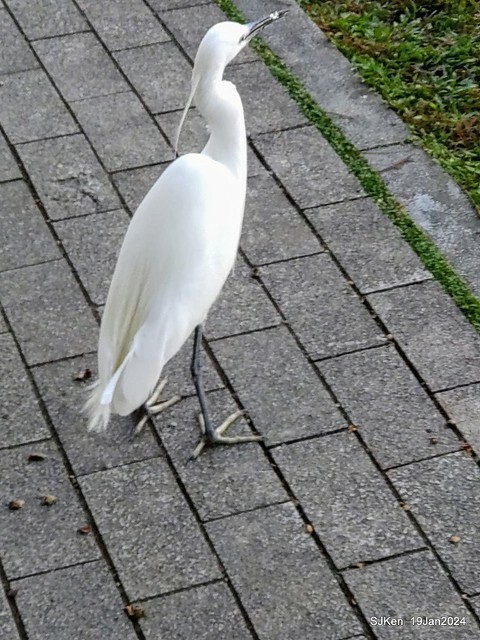 2024.01.19 台北大湖公園落羽松美景2-2 (Bald Cypress at Taipei on Jan 19,2024，by SJKen.