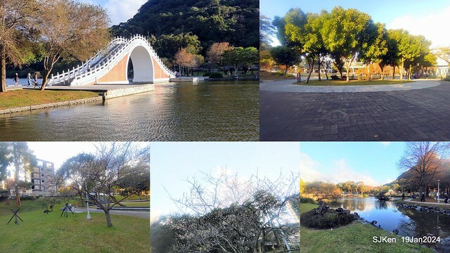 2024.01.19 台北大湖公園落羽松美景2-2 (Bald Cypress at Taipei on Jan 19,2024，by SJKen.