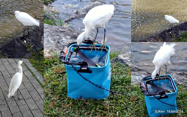 2024.01.19 台北大湖公園落羽松美景2-2 (Bald Cypress at Taipei on Jan 19,2024，by SJKen.