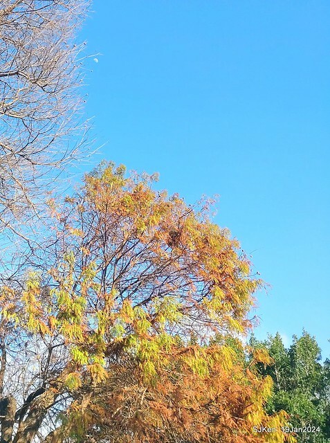 2024.01.19 台北大湖公園落羽松美景2-1(Bald Cypress at Taipei on Jan 19,2024,by SJKen.