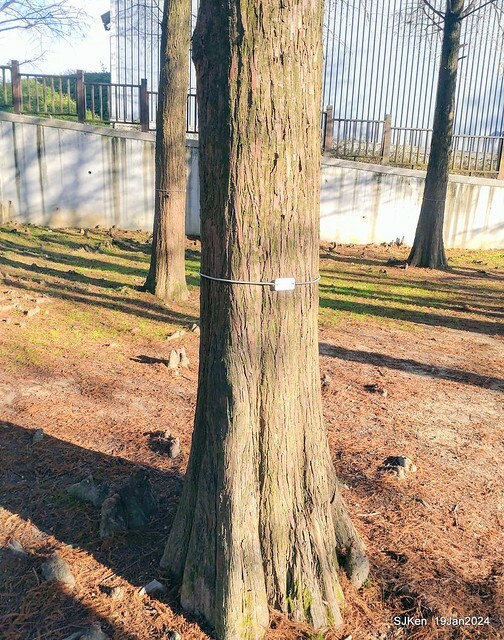 2024.01.19 台北大湖公園落羽松美景2-1(Bald Cypress at Taipei on Jan 19,2024,by SJKen.