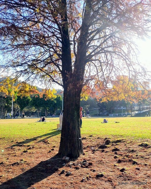 2024.01.19 台北大湖公園落羽松美景2-1(Bald Cypress at Taipei on Jan 19,2024,by SJKen.