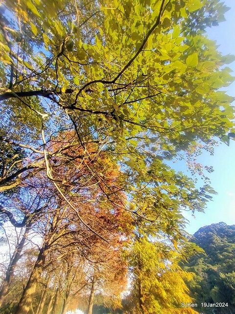 2024.01.19 台北大湖公園落羽松美景2-2 (Bald Cypress at Taipei on Jan 19,2024，by SJKen.