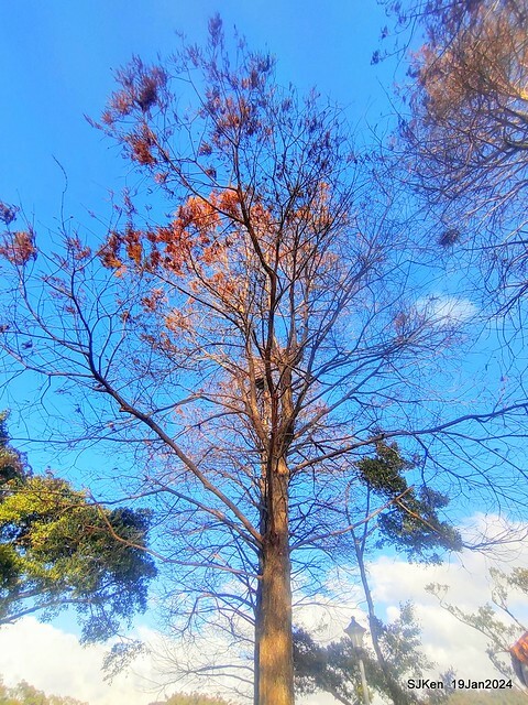 2024.01.19 台北大湖公園落羽松美景2-2 (Bald Cypress at Taipei on Jan 19,2024，by SJKen.