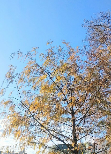 2024.01.19 台北大湖公園落羽松美景2-1(Bald Cypress at Taipei on Jan 19,2024,by SJKen.