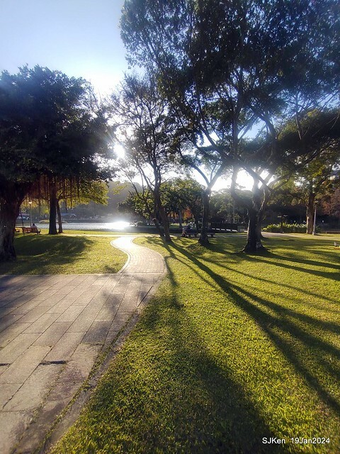 2024.01.19 台北大湖公園落羽松美景2-2 (Bald Cypress at Taipei on Jan 19,2024，by SJKen.