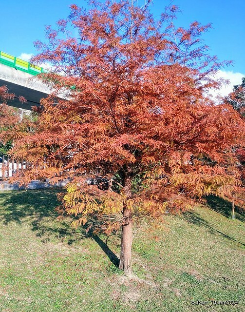 2024.01.19 台北大湖公園落羽松美景2-1(Bald Cypress at Taipei on Jan 19,2024,by SJKen.