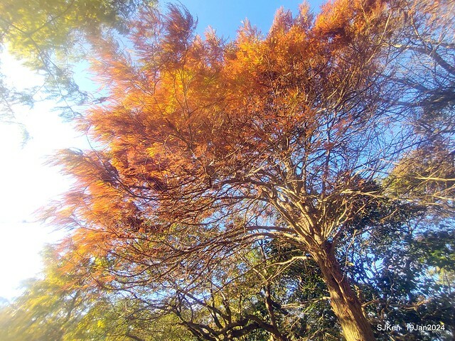 2024.01.19 台北大湖公園落羽松美景2-2 (Bald Cypress at Taipei on Jan 19,2024，by SJKen.