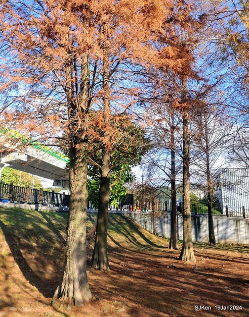 2024.01.19 台北大湖公園落羽松美景2-1(Bald Cypress at Taipei on Jan 19,2024,by SJKen.