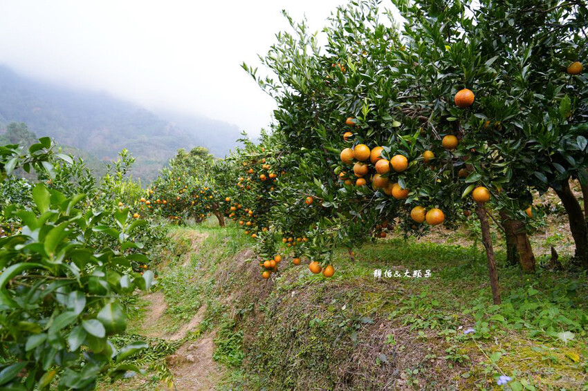 上瑞柑橘觀光果園 ❙ 入園費50元橘子吃到飽，柑橘種類多，新