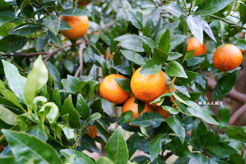 上瑞柑橘觀光果園 ❙ 入園費50元橘子吃到飽，柑橘種類多，新