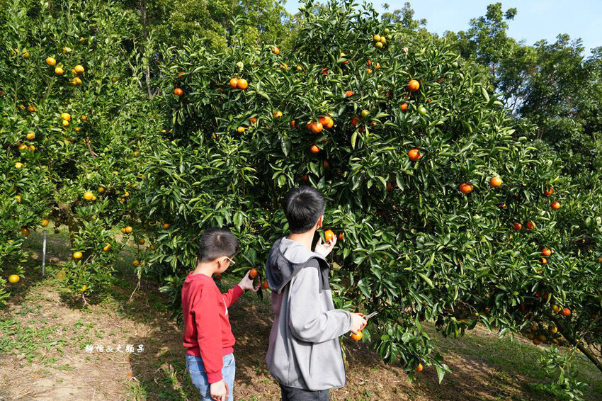 桔滿緣寶山農場 ❙ 滿山黃橙橙橘子隨你採,入園100元橘子吃