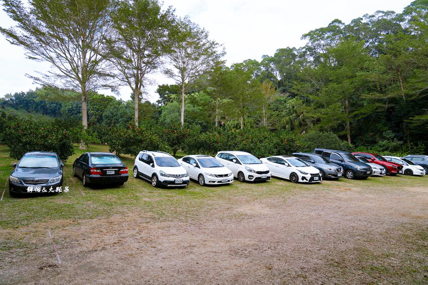 桔滿緣寶山農場 ❙ 滿山黃橙橙橘子隨你採,入園100元橘子吃