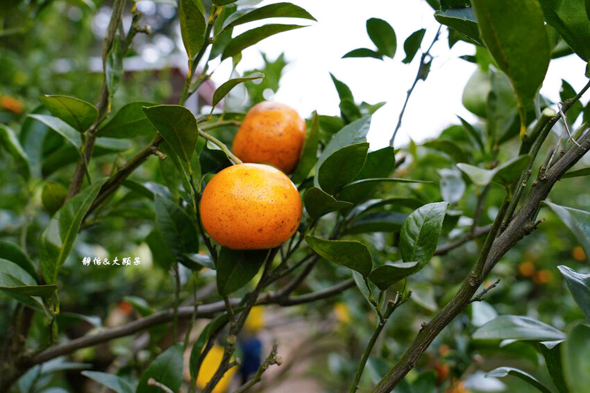 上瑞柑橘觀光果園 ❙ 入園費50元橘子吃到飽，柑橘種類多，新