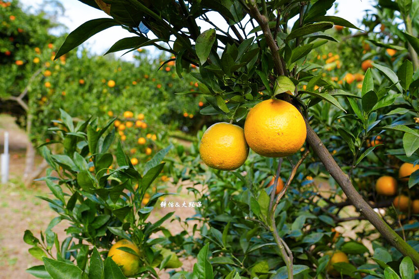 桔滿緣寶山農場 ❙ 滿山黃橙橙橘子隨你採,入園100元橘子吃