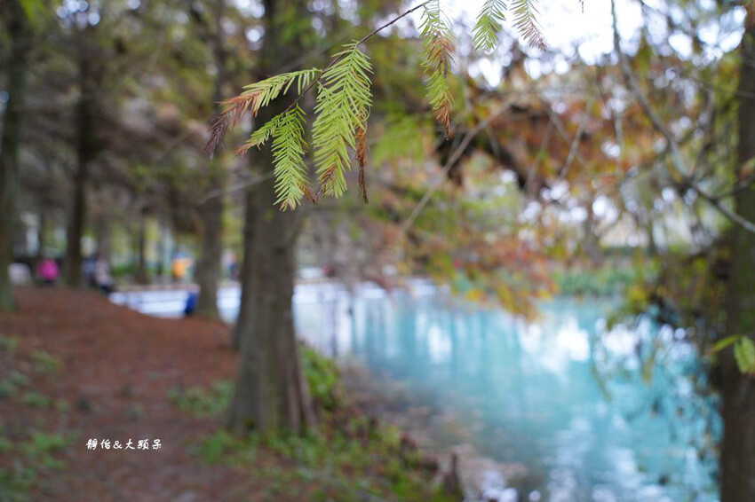 雲山水 ❙ 蒂芬妮藍夢幻湖景、落羽松，必拍跳石步道，花蓮壽豐