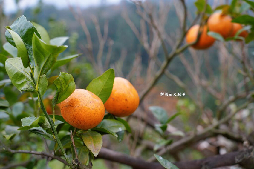 上瑞柑橘觀光果園 ❙ 入園費50元橘子吃到飽，柑橘種類多，新