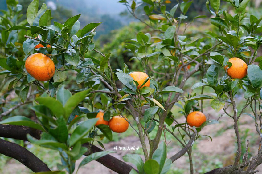上瑞柑橘觀光果園 ❙ 入園費50元橘子吃到飽，柑橘種類多，新