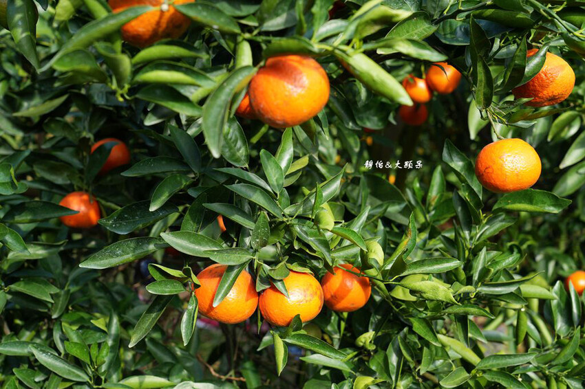 桔滿緣寶山農場 ❙ 滿山黃橙橙橘子隨你採,入園100元橘子吃