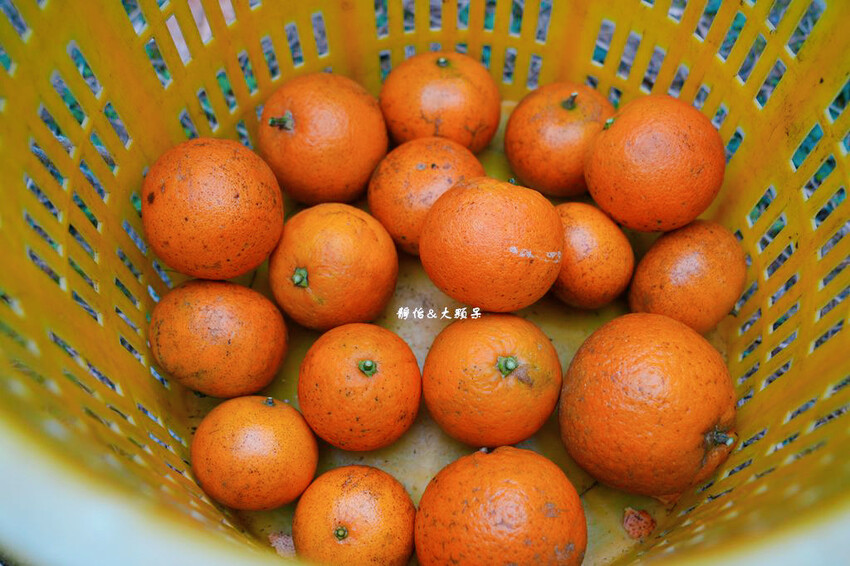 上瑞柑橘觀光果園 ❙ 入園費50元橘子吃到飽，柑橘種類多，新