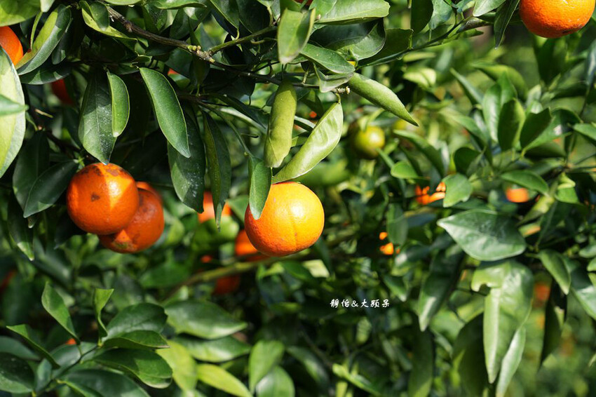 桔滿緣寶山農場 ❙ 滿山黃橙橙橘子隨你採,入園100元橘子吃