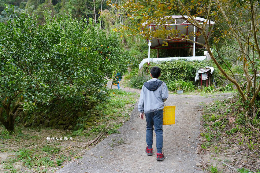 上瑞柑橘觀光果園 ❙ 入園費50元橘子吃到飽，柑橘種類多，新