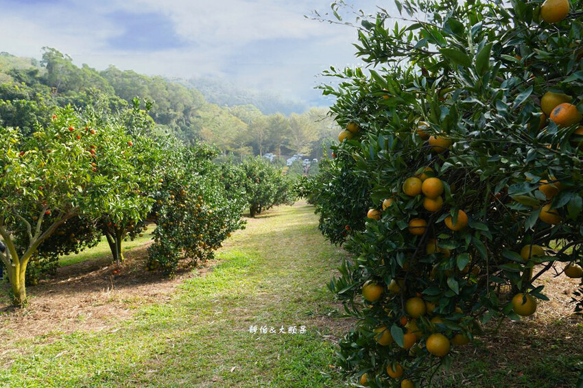 桔滿緣寶山農場 ❙ 滿山黃橙橙橘子隨你採,入園100元橘子吃