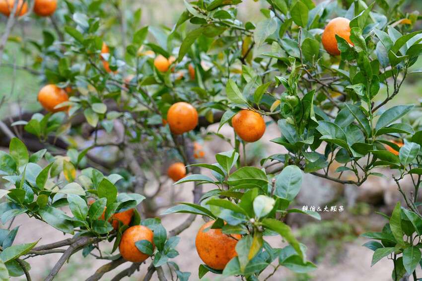 上瑞柑橘觀光果園 ❙ 入園費50元橘子吃到飽，柑橘種類多，新