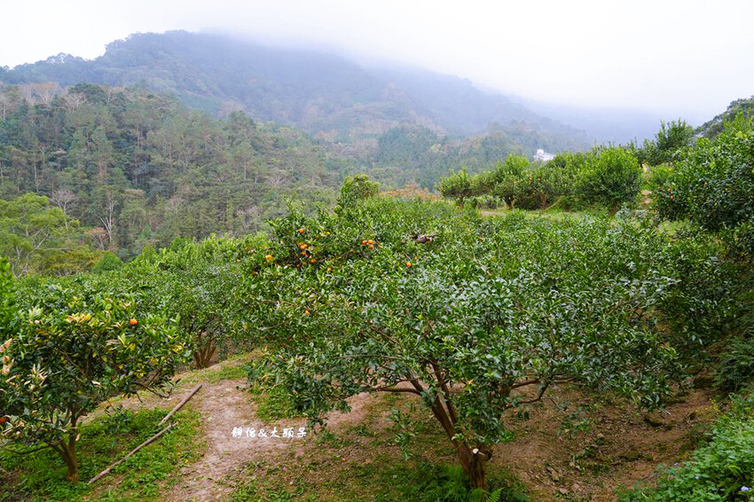 上瑞柑橘觀光果園 ❙ 入園費50元橘子吃到飽，柑橘種類多，新