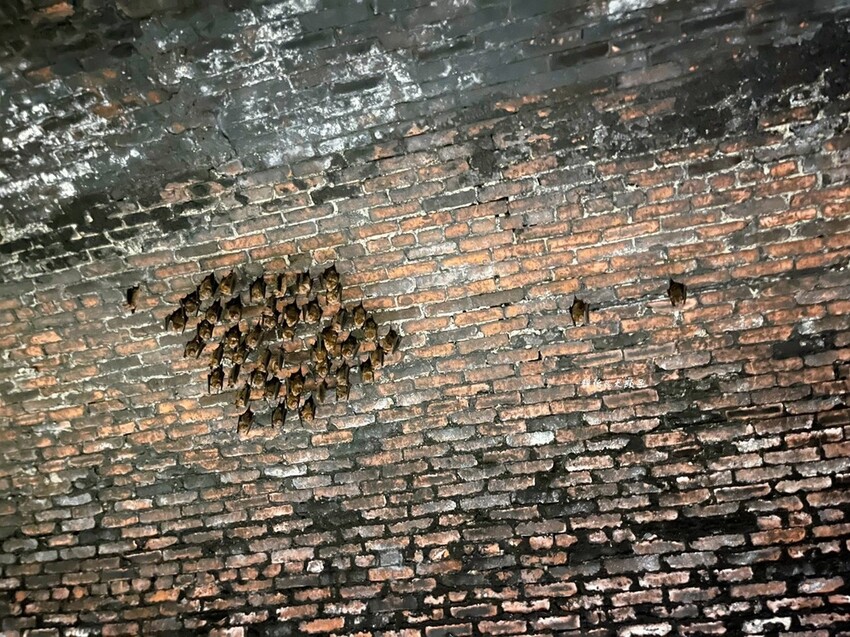 三貂嶺生態友善隧道 ❙ 封閉30年神秘百年隧道，鏡面水池倒影