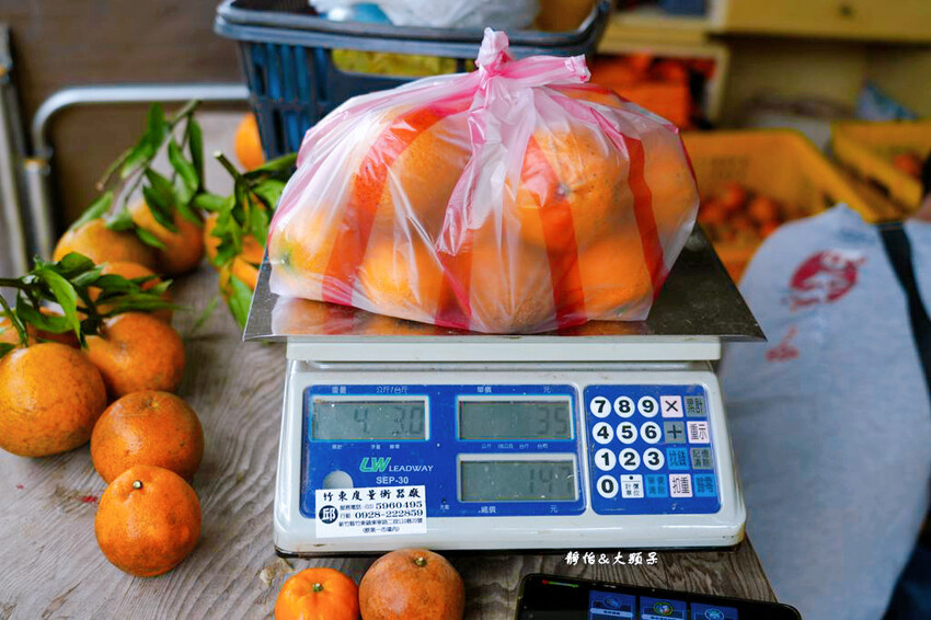 上瑞柑橘觀光果園 ❙ 入園費50元橘子吃到飽，柑橘種類多，新