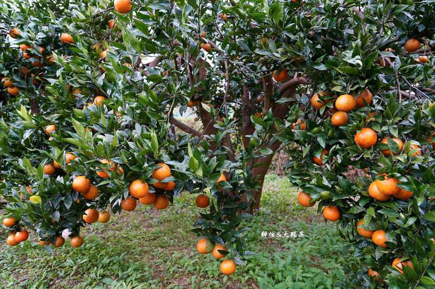 上瑞柑橘觀光果園 ❙ 入園費50元橘子吃到飽，柑橘種類多，新