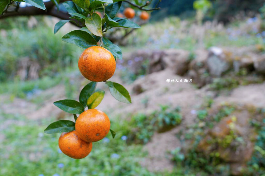 上瑞柑橘觀光果園 ❙ 入園費50元橘子吃到飽，柑橘種類多，新
