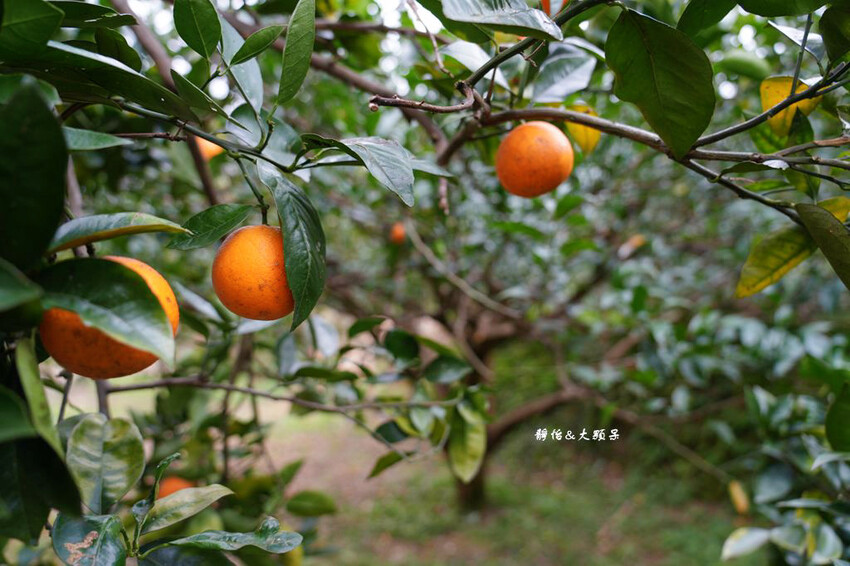 上瑞柑橘觀光果園 ❙ 入園費50元橘子吃到飽，柑橘種類多，新