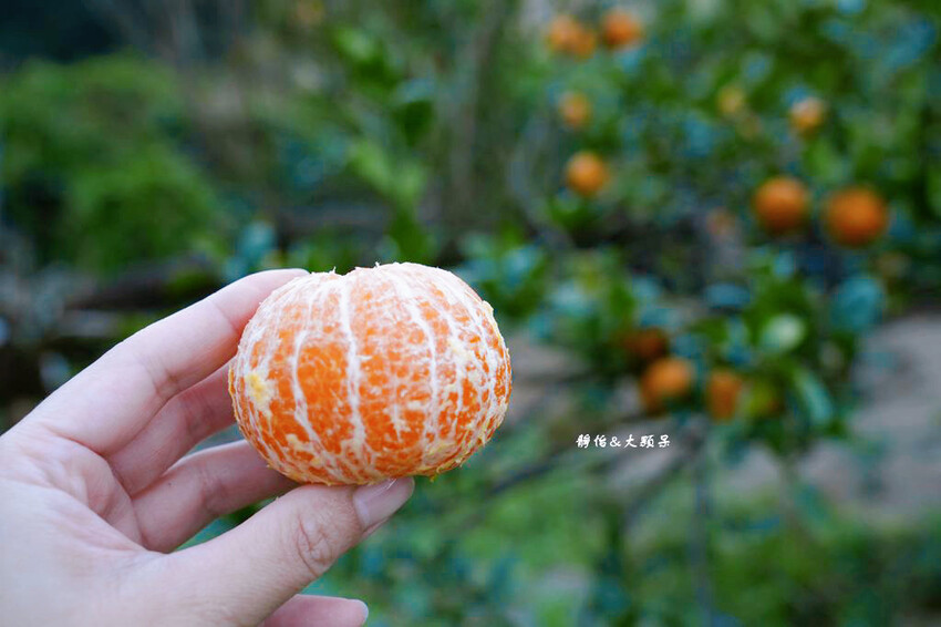 上瑞柑橘觀光果園 ❙ 入園費50元橘子吃到飽，柑橘種類多，新