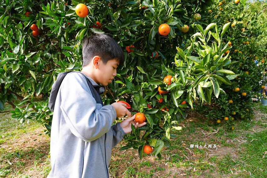 桔滿緣寶山農場 ❙ 滿山黃橙橙橘子隨你採,入園100元橘子吃