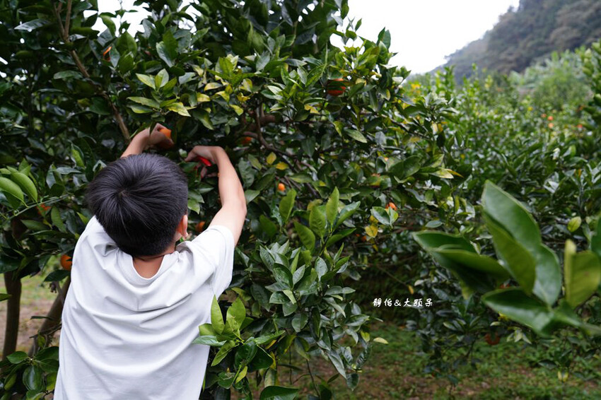 上瑞柑橘觀光果園 ❙ 入園費50元橘子吃到飽，柑橘種類多，新