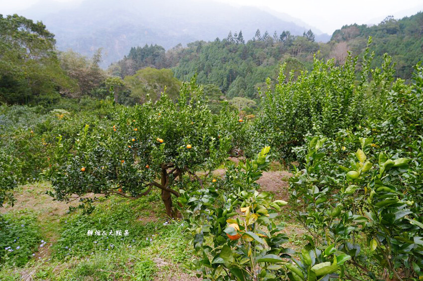 上瑞柑橘觀光果園 ❙ 入園費50元橘子吃到飽，柑橘種類多，新