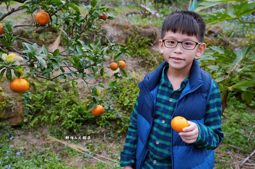 上瑞柑橘觀光果園 ❙ 入園費50元橘子吃到飽，柑橘種類多，新