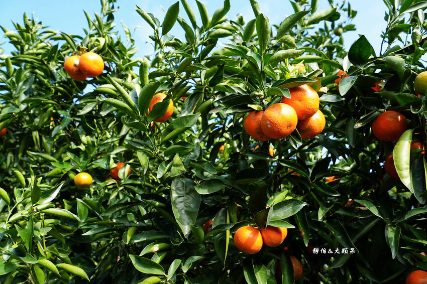 桔滿緣寶山農場 ❙ 滿山黃橙橙橘子隨你採,入園100元橘子吃