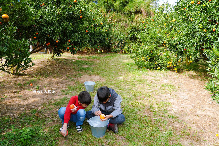 桔滿緣寶山農場 ❙ 滿山黃橙橙橘子隨你採,入園100元橘子吃