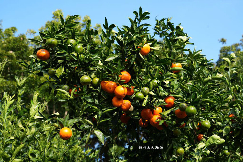 桔滿緣寶山農場 ❙ 滿山黃橙橙橘子隨你採,入園100元橘子吃