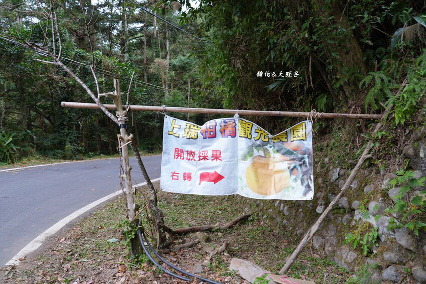 上瑞柑橘觀光果園 ❙ 入園費50元橘子吃到飽，柑橘種類多，新